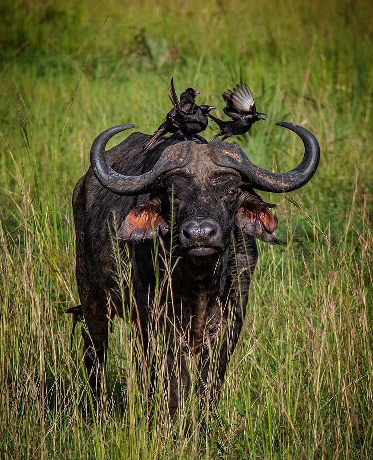 African Buffalo in the long grass in Murchison Falls National Park